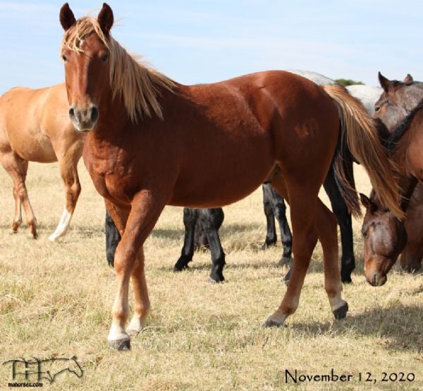 Salty Blue Shine's 2019 Colt